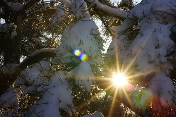 Zon met stralen in besneeuwde dennentakken. Winterbos. — Stockfoto