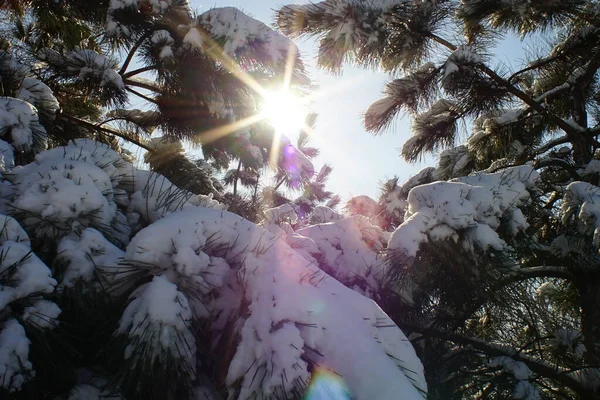 Güneş ışınları ve karlı çam dalları ile kış ormanlarında. — Stok fotoğraf