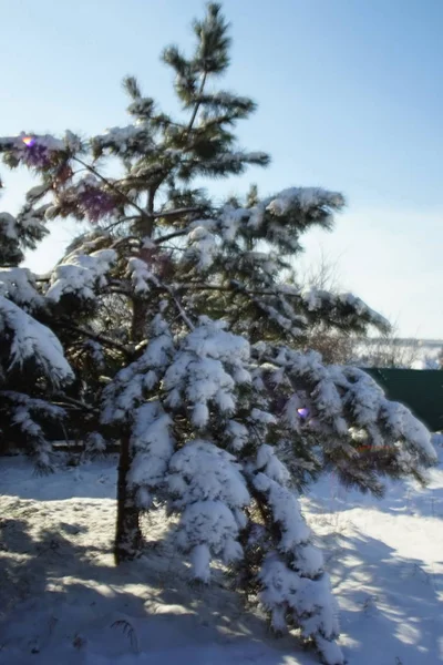 Słońce z promieniami w śnieżnych gałęziach sosny. Las zimowy. — Zdjęcie stockowe