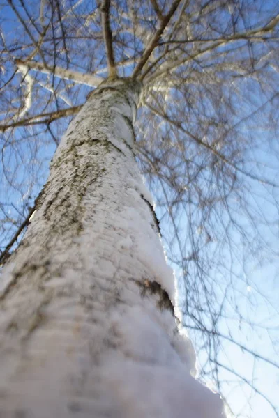 Bétula. Closeup tronco e ramos nus no céu azul — Fotografia de Stock