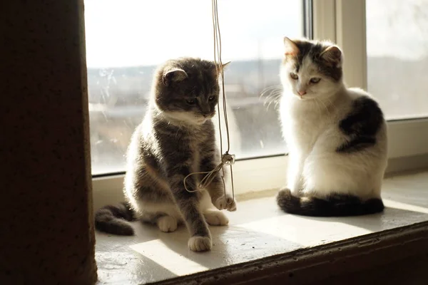 Dvě roztomilá koťátka hrát s lanem žaluzií na slunném parapetu. — Stock fotografie