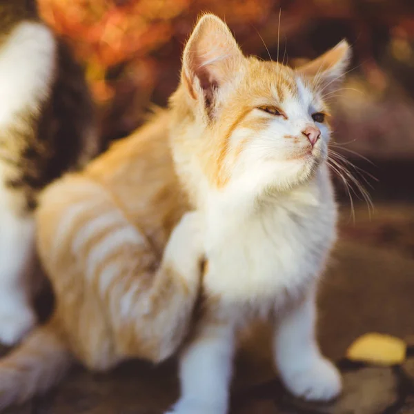 Gyömbér cica mancs karcolások mögött a fül, szabadtéri portré, bolhák és kullancsok háziállatok. — Stock Fotó