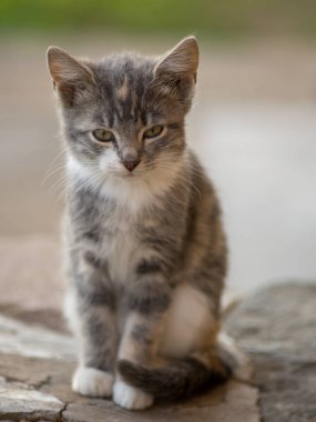 Dışarıdaki taş zeminde oturan sevimli gri kedi yavrusu. Kedi portresi