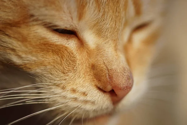 Primo piano con la faccia da gatto rossiccio. Ritratto animale. Pet riposo . — Foto Stock