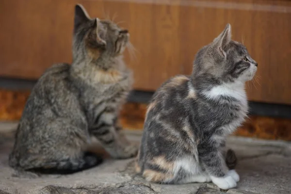 Twee schattige kittens zitten buiten bij de deur. Huisdieren. Jonge katten met interessante haarkleur. — Stockfoto