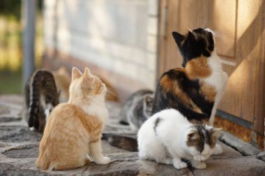 Cat mom and her cute kittens sitting outdoor near door. clipart