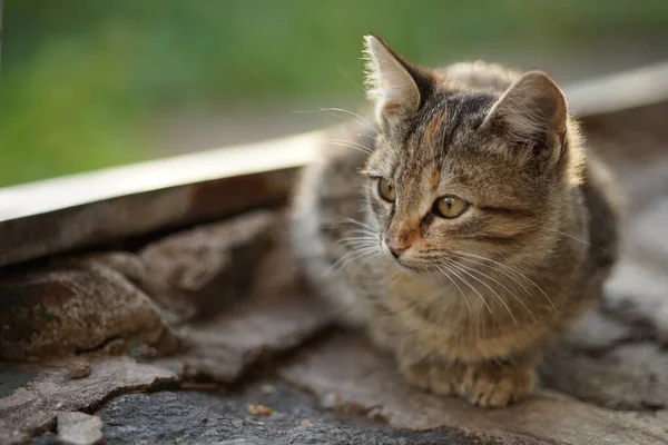 Härlig tabby katt avslappnad utomhus, närbild porträtt — Stockfoto