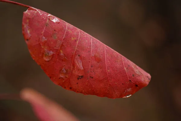 Feuille d'automne rouge avec gouttes de pluie, Jour après la pluie . — Photo