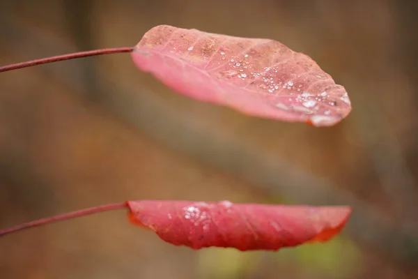 Dos hojas rojas de otoño con gotas de lluvia crecen en el bosque —  Fotos de Stock