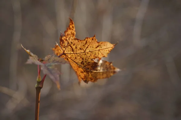 Hoja de arce marrón de otoño en una rama en el bosque — Foto de Stock