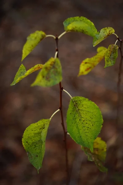 Hojas verdes de otoño en una rama, macro foto —  Fotos de Stock