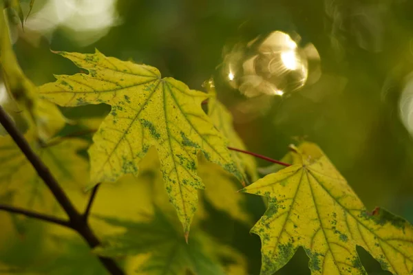 Φθινόπωρο φόντο με πράσινα κίτρινα φύλλα σφενδάμου. Επίλεκτη εστίαση τέχνης — Φωτογραφία Αρχείου