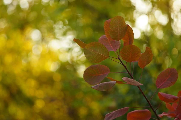 Bosque de otoño. Hojas rojas rosadas en una rama de árbol. Fondo amarillo verde bokeh . — Foto de Stock