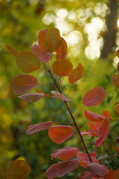 在树枝上有粉红色的红叶.绿色bokeh 。秋林 — 图库照片