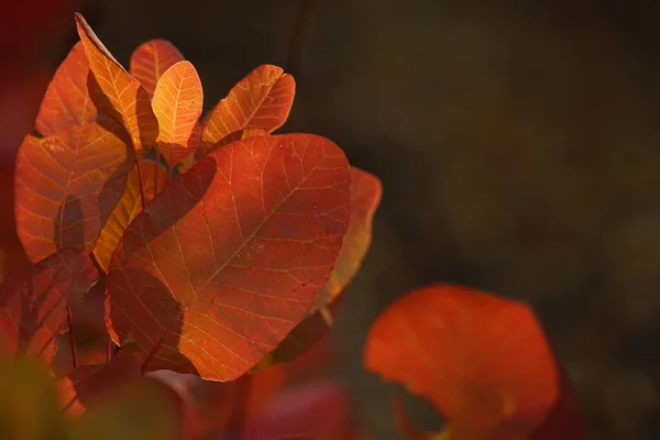 Hojas rojas en el primer plano de una rama de árbol. Bosque de otoño — Foto de Stock