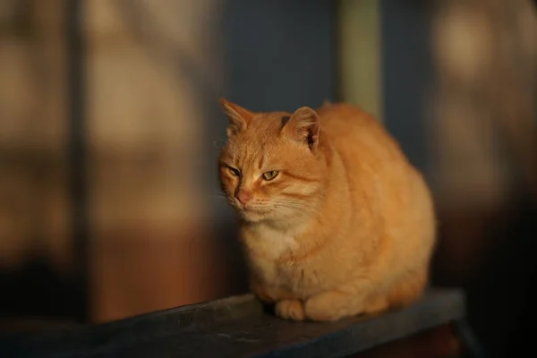 Ginger cat está sentado en la calle en una tarde soleada . — Foto de Stock