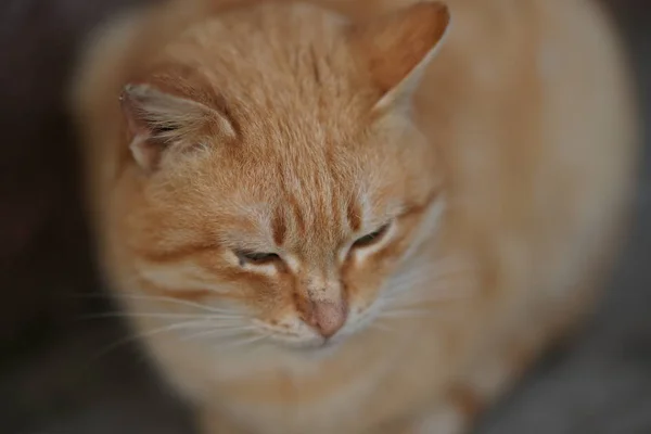 Bleke gember kat rust closeup portret. — Stockfoto