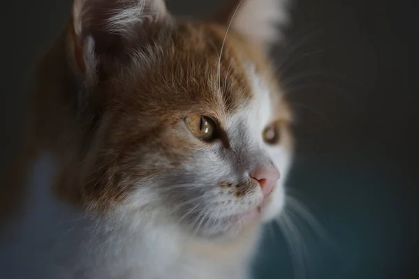 Lovely ginger white kitten face portrait closeup — Stock Photo, Image