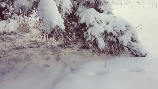 Pine Tree Fluffy Snow Closeup Winter Garden — Stockvideo