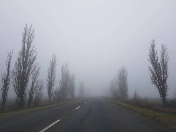 Route vide dans le brouillard avec des arbres nus — Photo