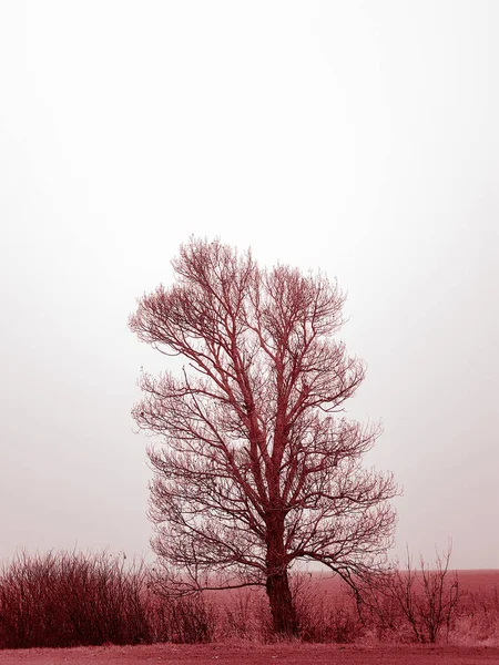 Grand arbre nu poussent dans le champ d'automne rouge . — Photo