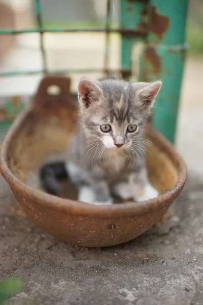 Ritratto di un gattino carino all'aperto. Bella gatta domestica. Affascinante animaletto giocherellone. Cat giocare in una ciotola arrugginita . — Foto Stock