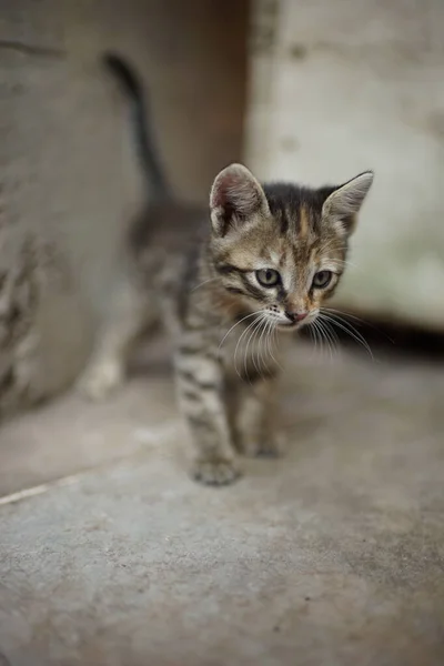 Ritratto di un simpatico gattino tabby all'aperto. Bella gatta domestica. Affascinante animale bambino . — Foto Stock