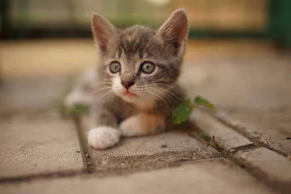 Porträt eines niedlichen Kätzchens, das sich im Freien ausruht. Hauskatze. Charmantes Tierbaby. — Stockfoto