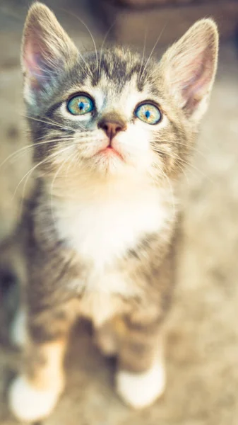Бледно-серый трехцветный котенок сидит на каменном полу со смешным лицом — стоковое фото