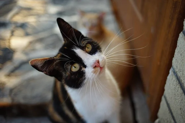 Gato tricolor sentado ao ar livre na porta. Retrato de Maneki neko — Fotografia de Stock