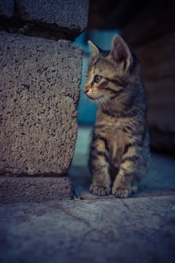 Binanın köşesindeki taş zeminde, avluda oturan tekir kedicik. Poz veren bir kedinin güzel portresi.