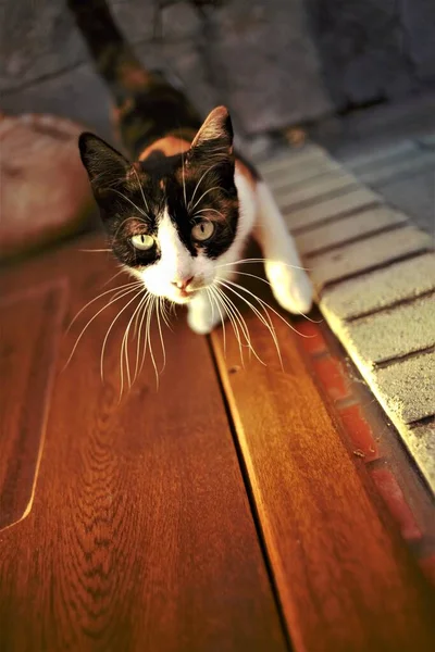 Gato tricolor na porta quer entrar na casa. Maneki neko kitty retrato com patas na porta — Fotografia de Stock