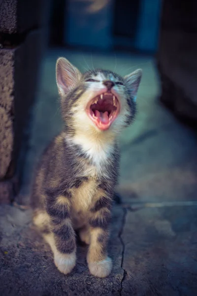 Kedi esniyor. Taş zeminde oturan esnemiş kedi yavrusu. Miyavlayan kedi portresi. Komik hayvanlar. Sevimli evcil hayvanlar. — Stok fotoğraf