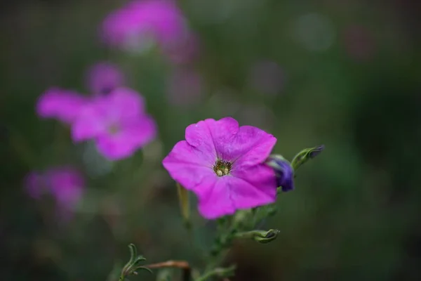 Flores de petunia violeta crecen en el jardín de verano —  Fotos de Stock