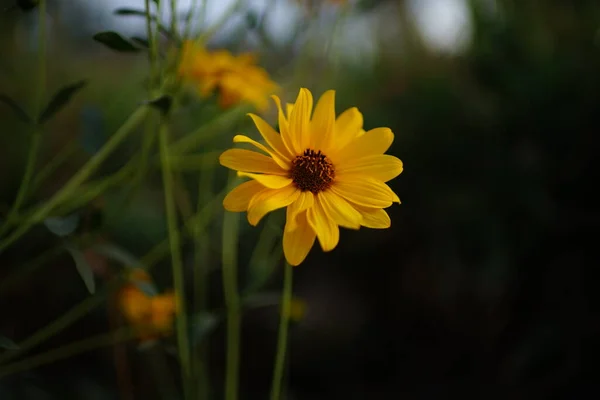 Żółty kwiat rudbeckia rosną w lecie. — Zdjęcie stockowe