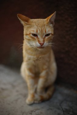 Kızıl kedi, yaz bahçesinde siitng yapıyor. Rahatlatıcı hayvan portresi 