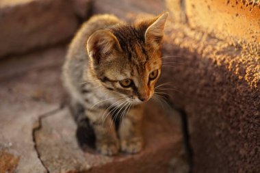 Tekir kedi yavrusu taş basamaklara oturur. Açık havada küçük kedi portresi.