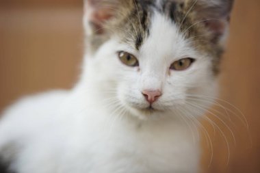 Beyaz kedi surat portresi. Yakın plan. Evcil hayvanlar. Genç kedicik..