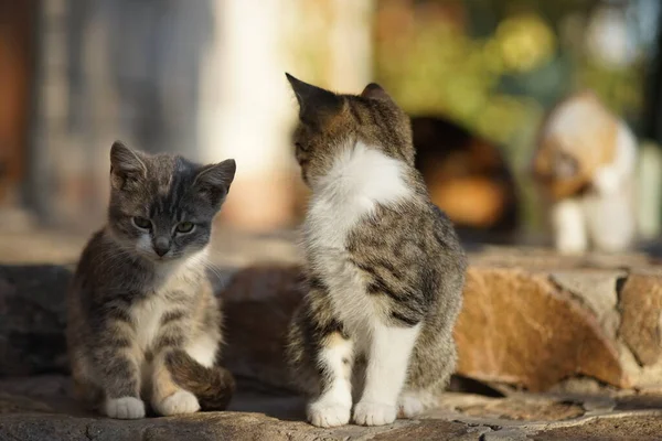 Två söta kattungar sitter på den soliga stenen steg utomhus. — Stockfoto