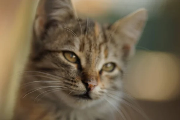 Tabby cat portrét detailní záběr. Domácí zvířata. Mladé kotě se zajímavou barvou vlasů. Rozmazané. — Stock fotografie