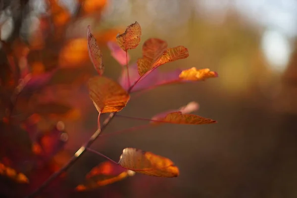 Red pink leaves on the branch in autumn forest closeup. — Stock Photo, Image