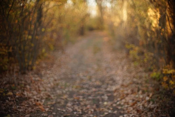 Route dans la forêt d'automne par temps ensoleillé. Image floue et floue . — Photo