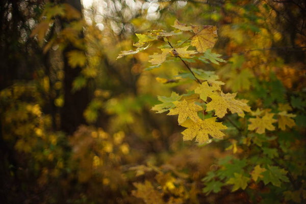 Осень желтый и зеленый кленовые листья на ветке в солнечном лесу, размытый фон, арт-фокус
.