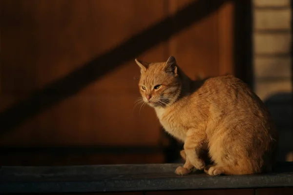 Gato vermelho sentado perto da porta em um quintal ensolarado. Atende ao pôr do sol . — Fotografia de Stock