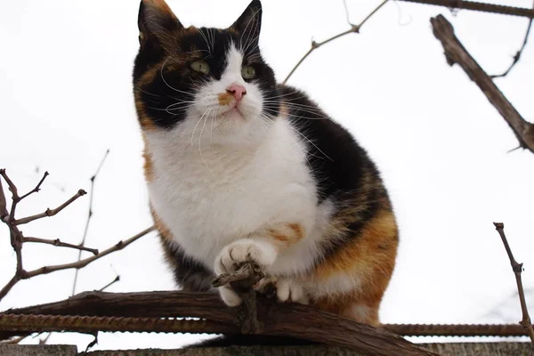 Tricolor cat sitting on the old fence and grape branches. — Stock Photo, Image