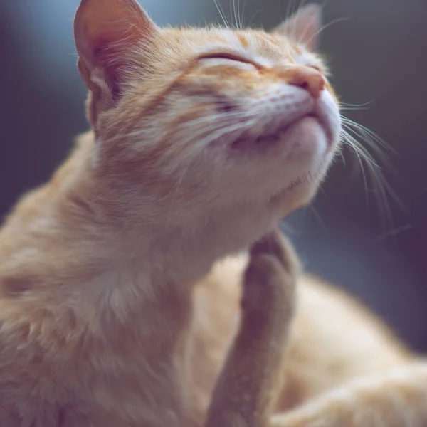 Pata de gato arranha atrás da orelha. Retrato ao ar livre. Pulgas e carraças em animais domésticos — Fotografia de Stock