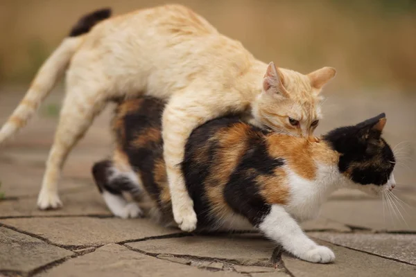 Çiftleşme sırasında evcil kediler. Kedi sevişir