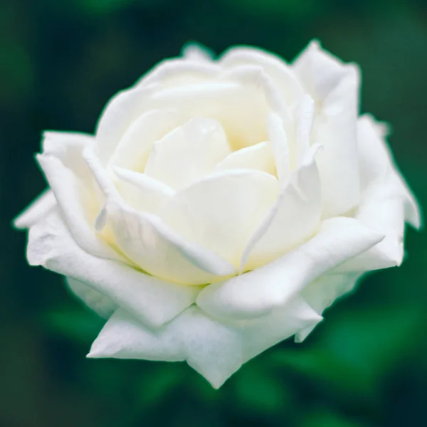 Bella Rosa Bianca Grande Che Cresce Nel Giardino Una Lussureggiante — Foto Stock
