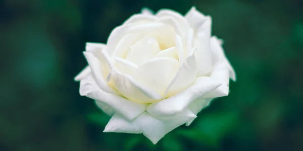 Beautiful big white rose growing in the garden. One opened flower head. Green boken