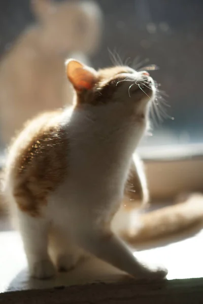 Gatinho Gengibre Arranhões Pata Atrás Orelha Retrato Gato Parapeito Janela — Fotografia de Stock